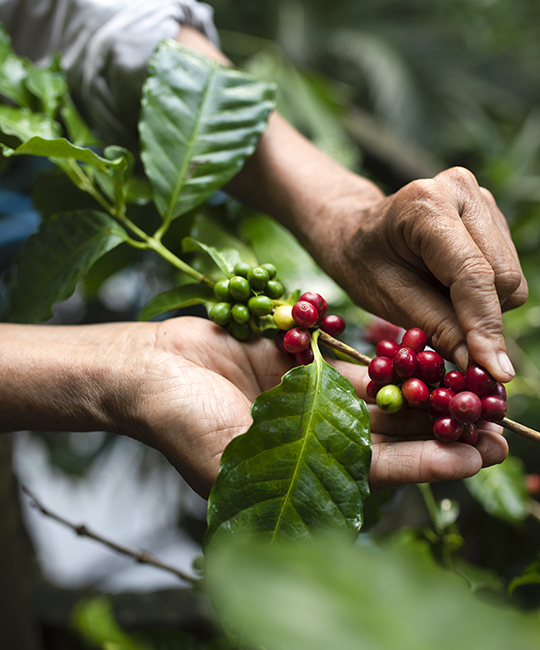 arabica coffee berries with agriculturist handsRobusta and arabi
